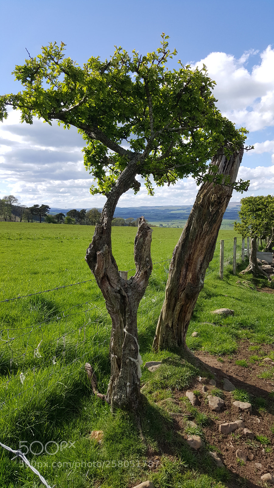 Samsung Galaxy S6 sample photo. Characterful hawthorn photography