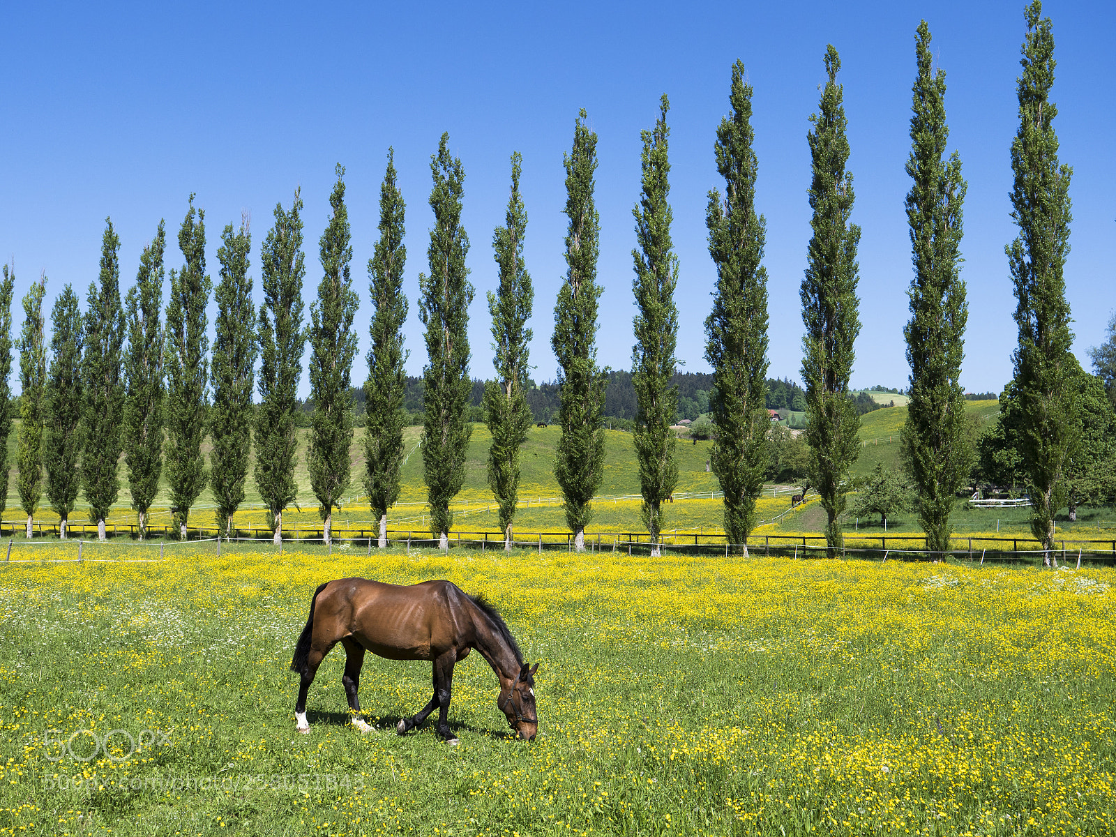 Panasonic Lumix DC-G9 sample photo. Grazing horse in front photography