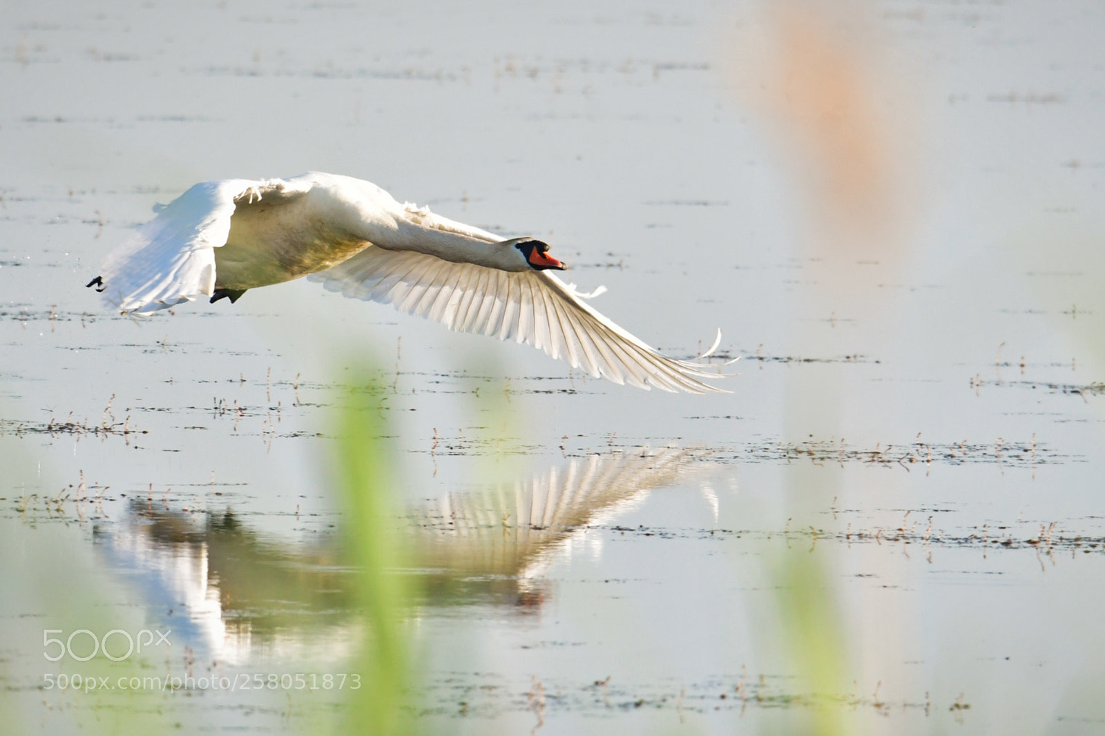 Nikon D500 sample photo. Flyby photography