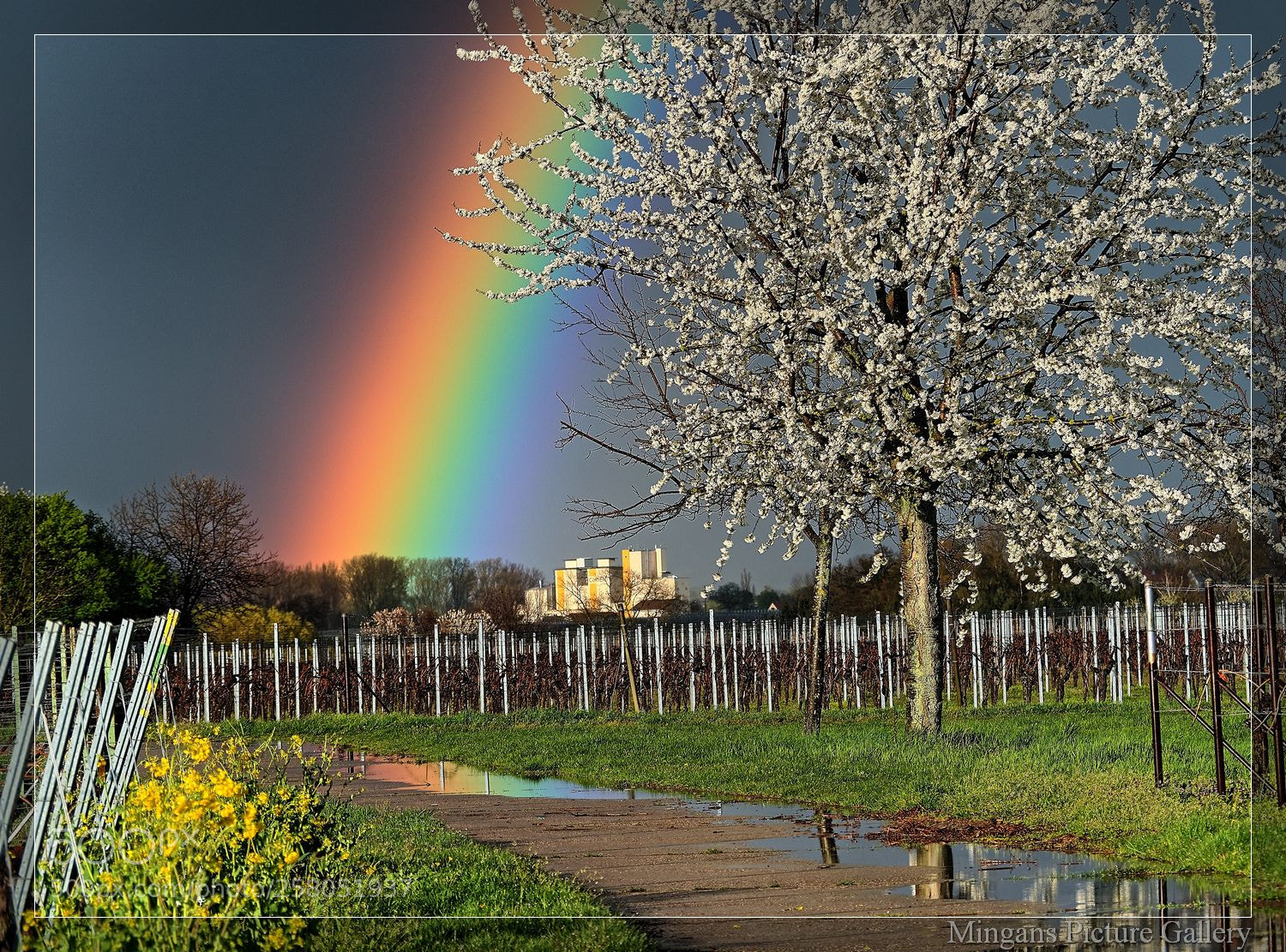 Olympus OM-D E-M5 II sample photo. Rainbow photography