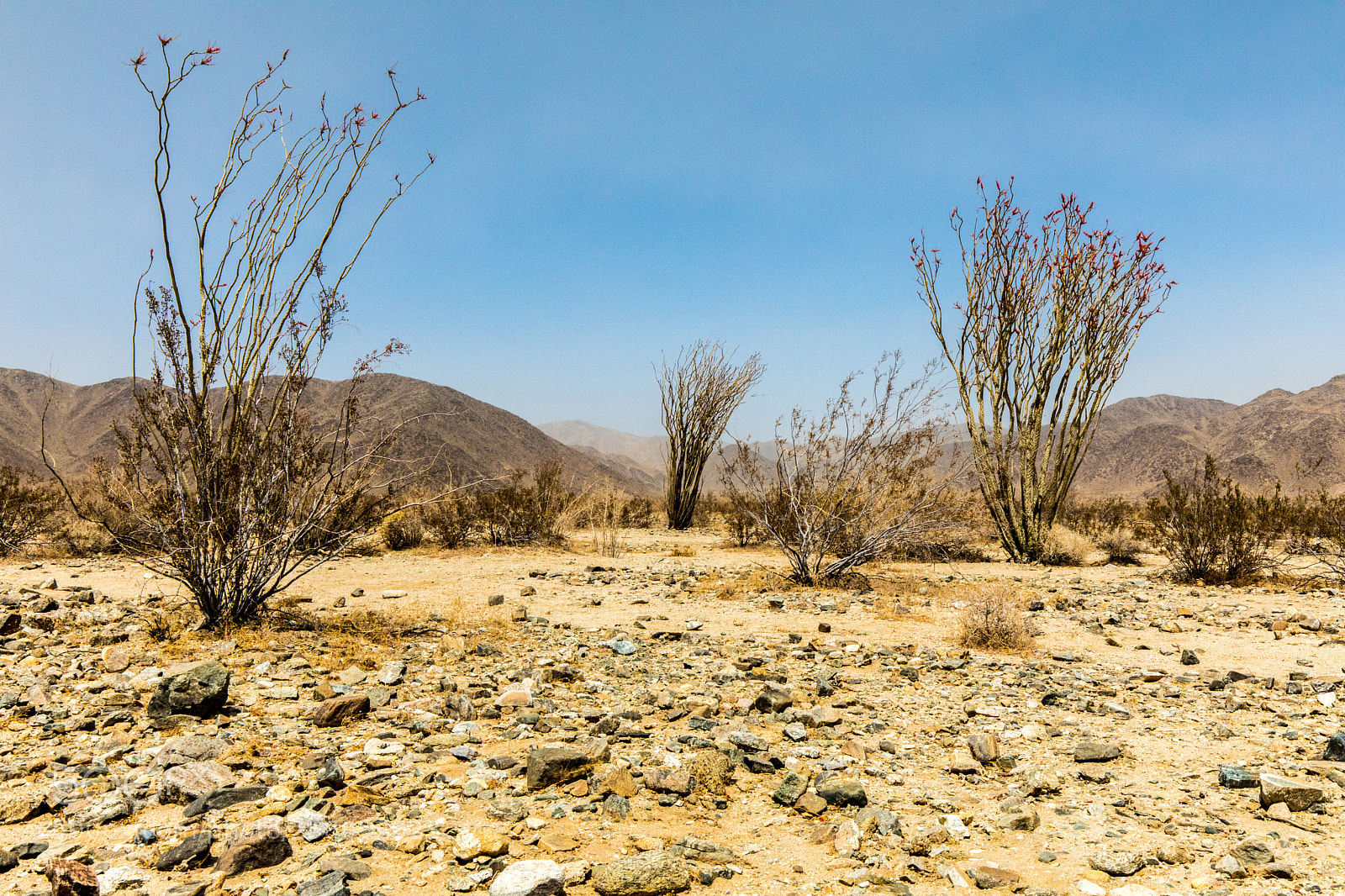 Canon EOS 5D Mark IV sample photo. Colorado desert landscape, joshua photography