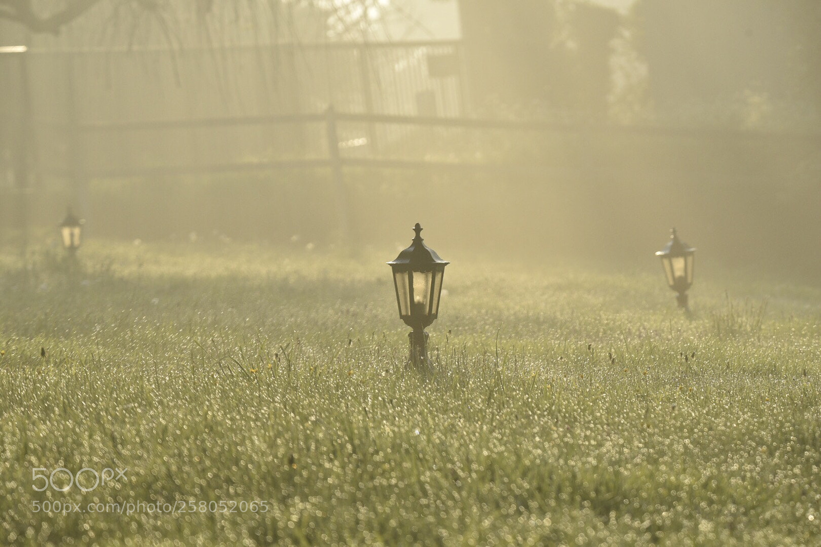 Nikon D750 sample photo. Frog  photography