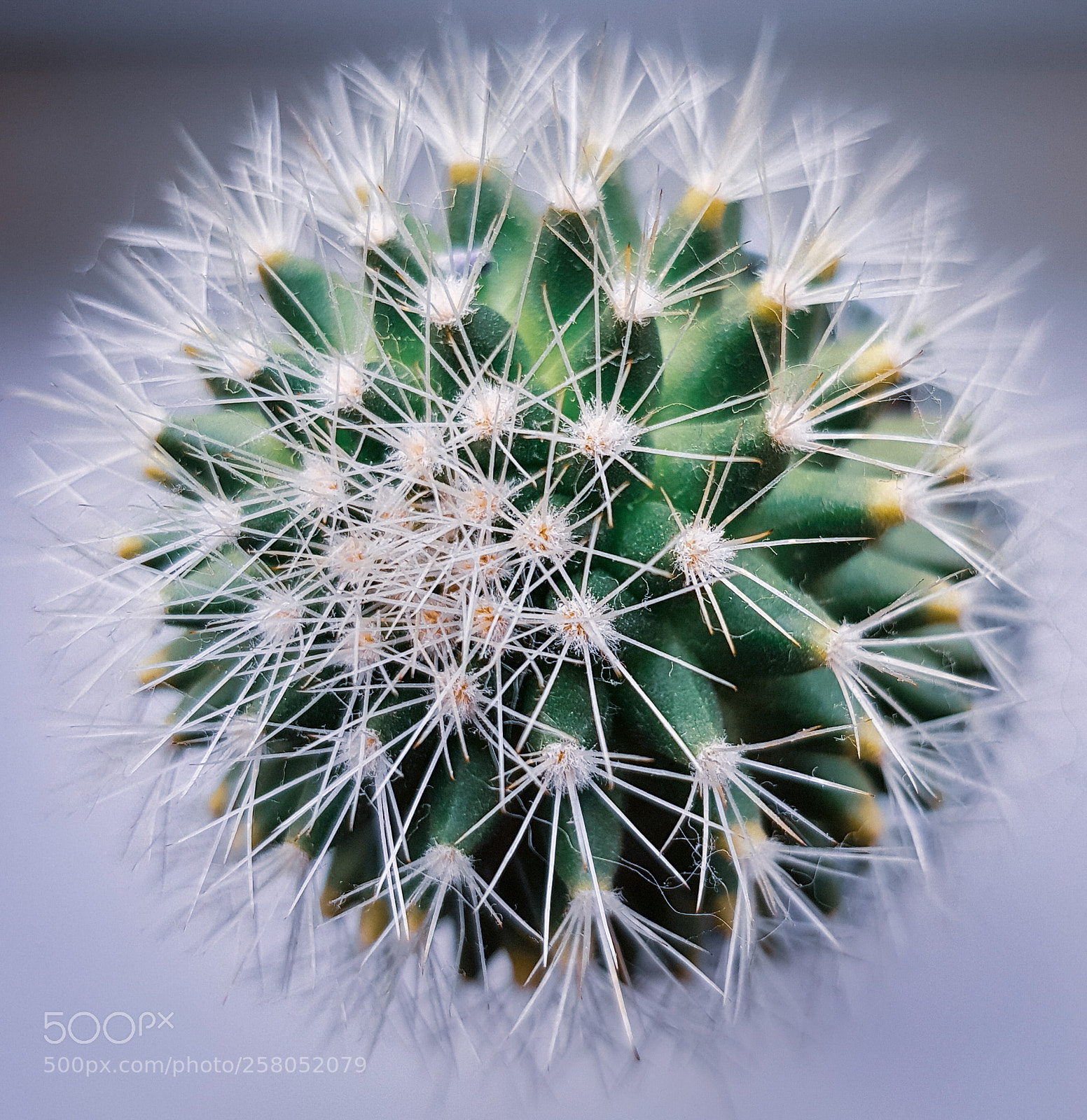 Samsung Galaxy S8 sample photo. Cactus photography