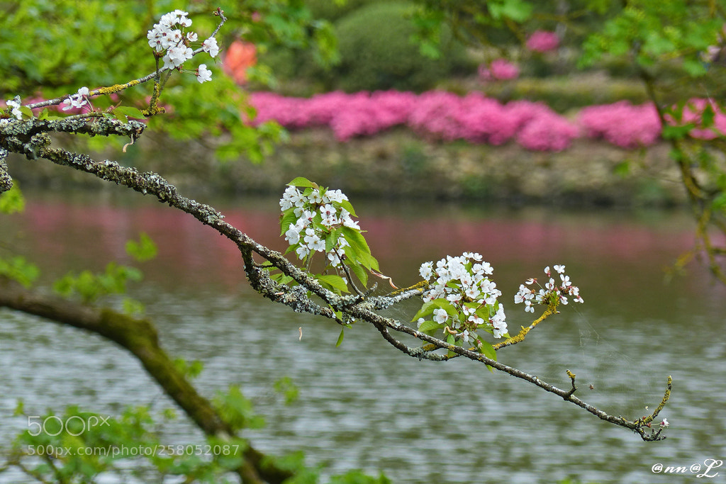 Panasonic Lumix DMC-FZ200 sample photo. Une branche de cerisier photography
