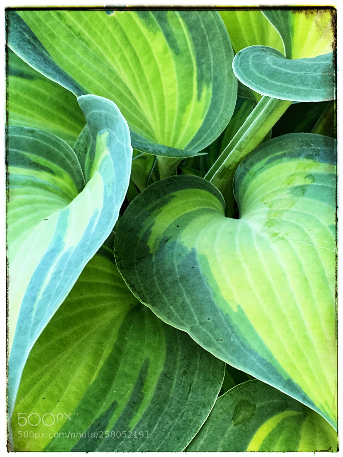 Apple iPhone SE sample photo. Hosta dinner jacket plantain photography