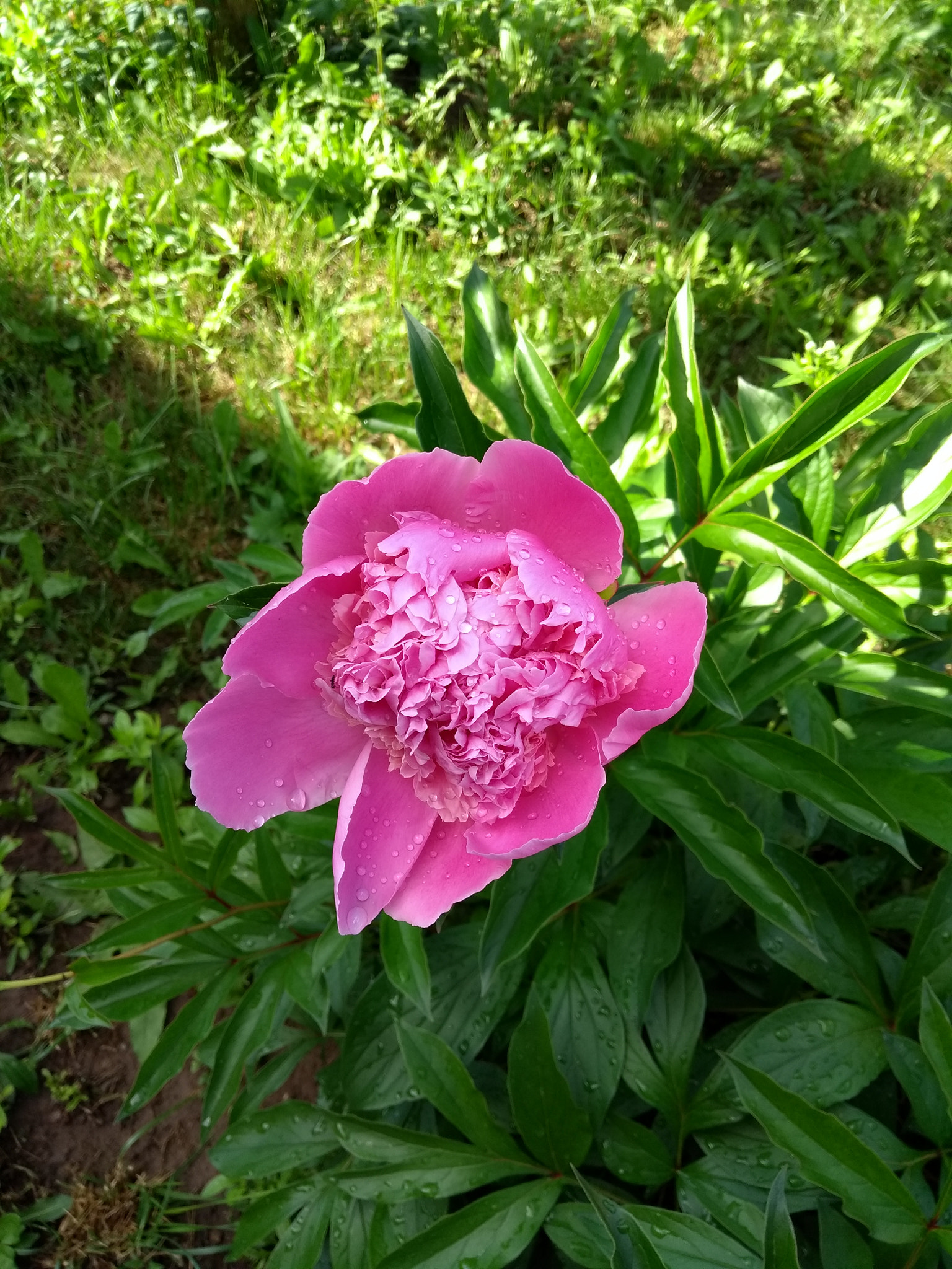 Motorola Moto G (5th Gen) sample photo