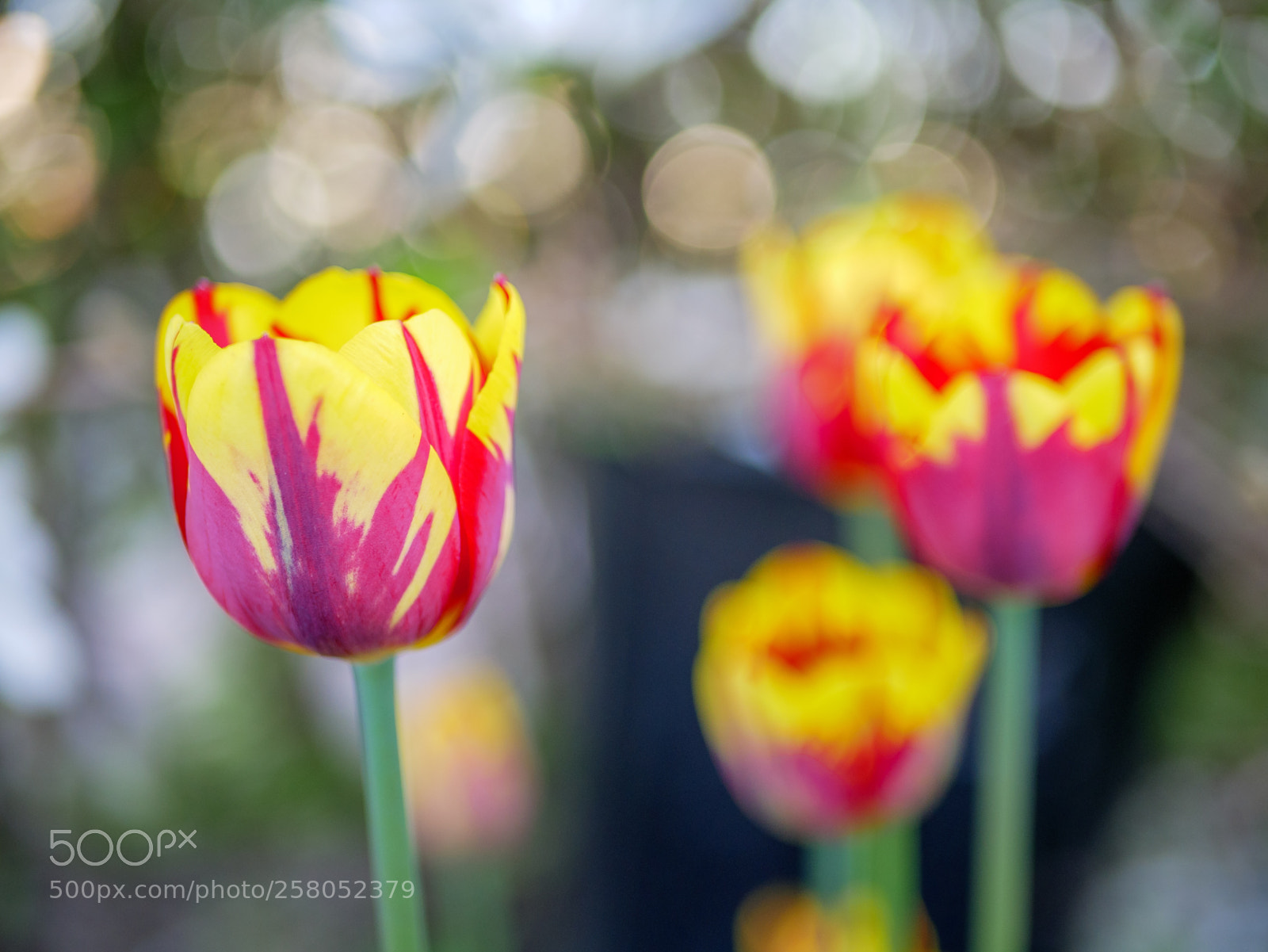 Panasonic Lumix DMC-GX85 (Lumix DMC-GX80 / Lumix DMC-GX7 Mark II) sample photo. Tulip on fire photography