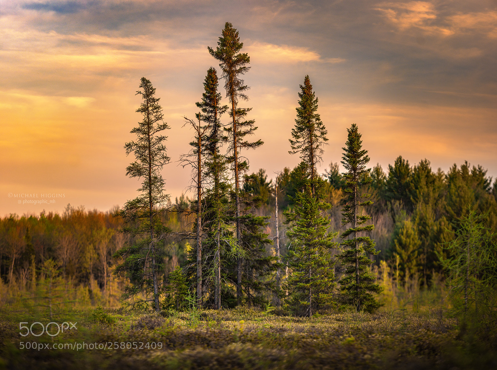 Nikon D610 sample photo. Pines in mer bleue photography