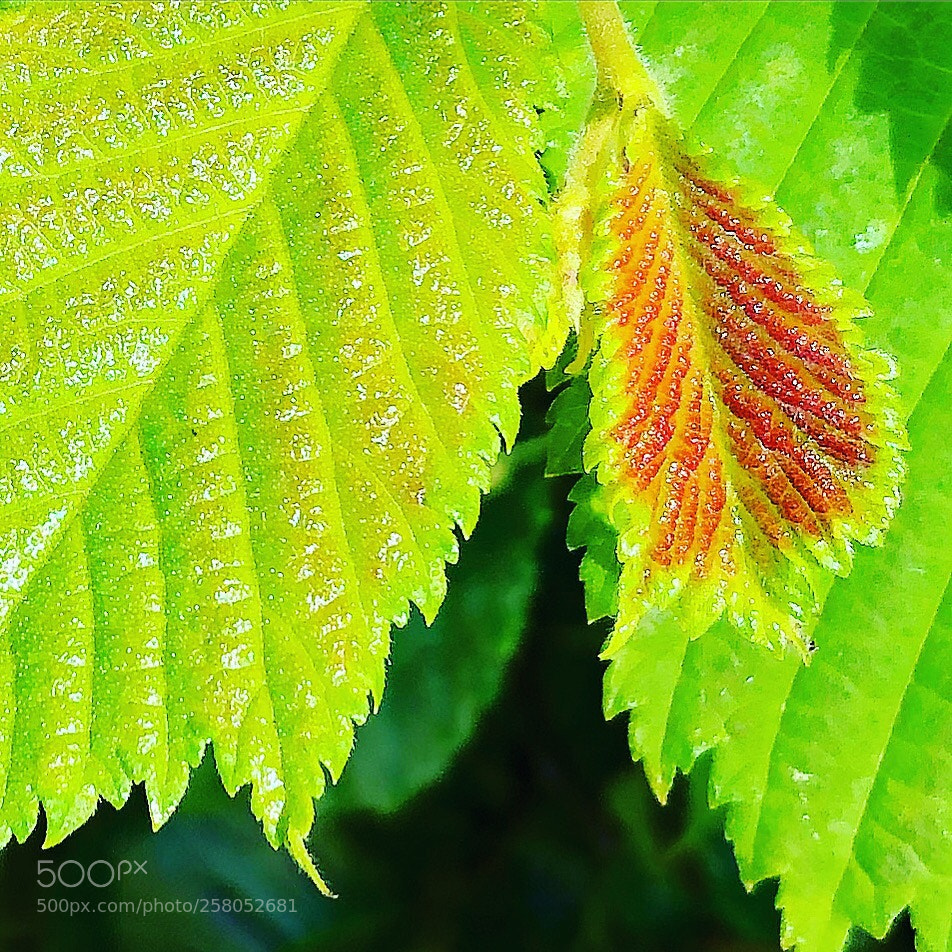 Apple iPhone 8 Plus sample photo. Dreamy leafs photography
