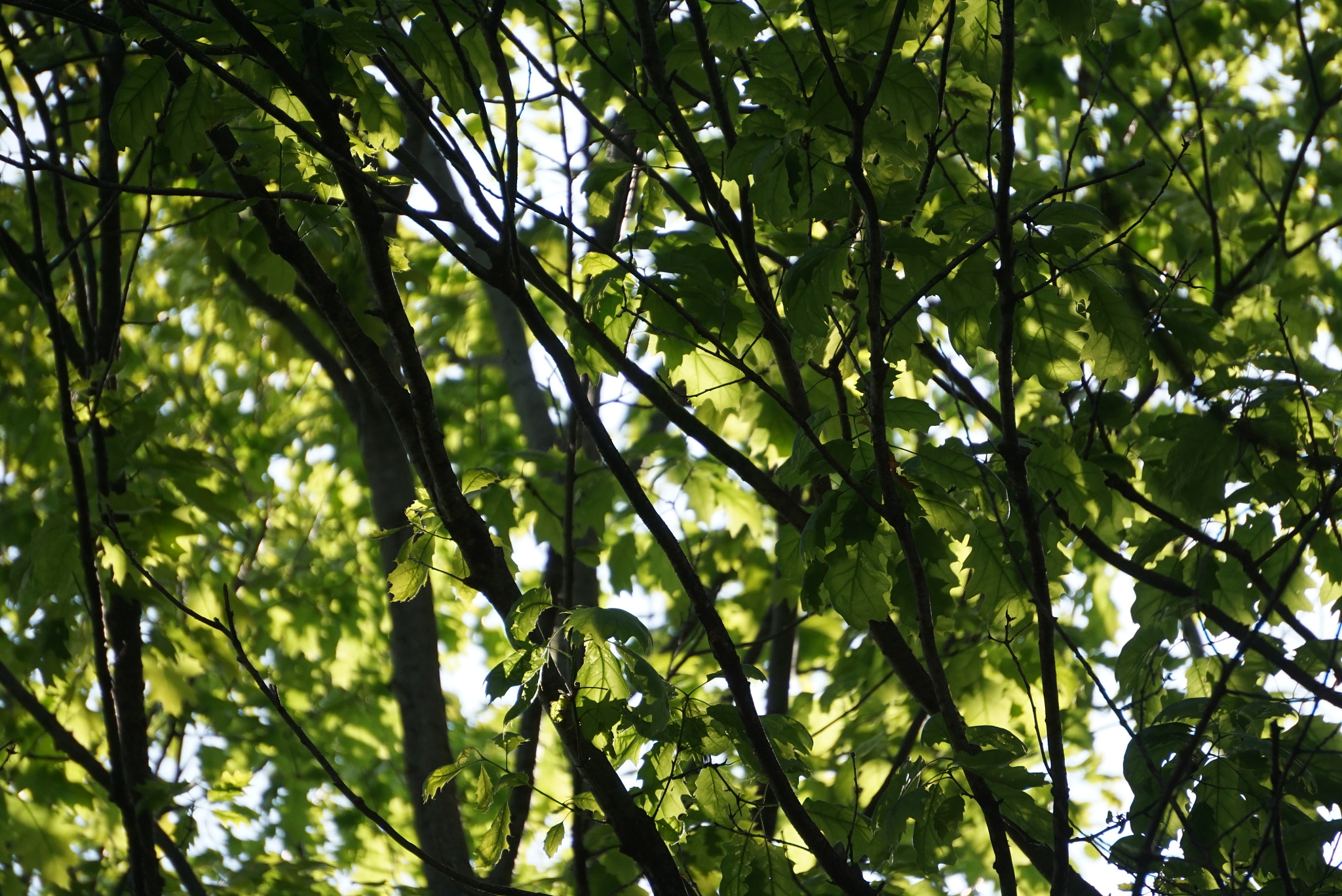 Sony E 55-210mm F4.5-6.3 OSS sample photo. Tree photography
