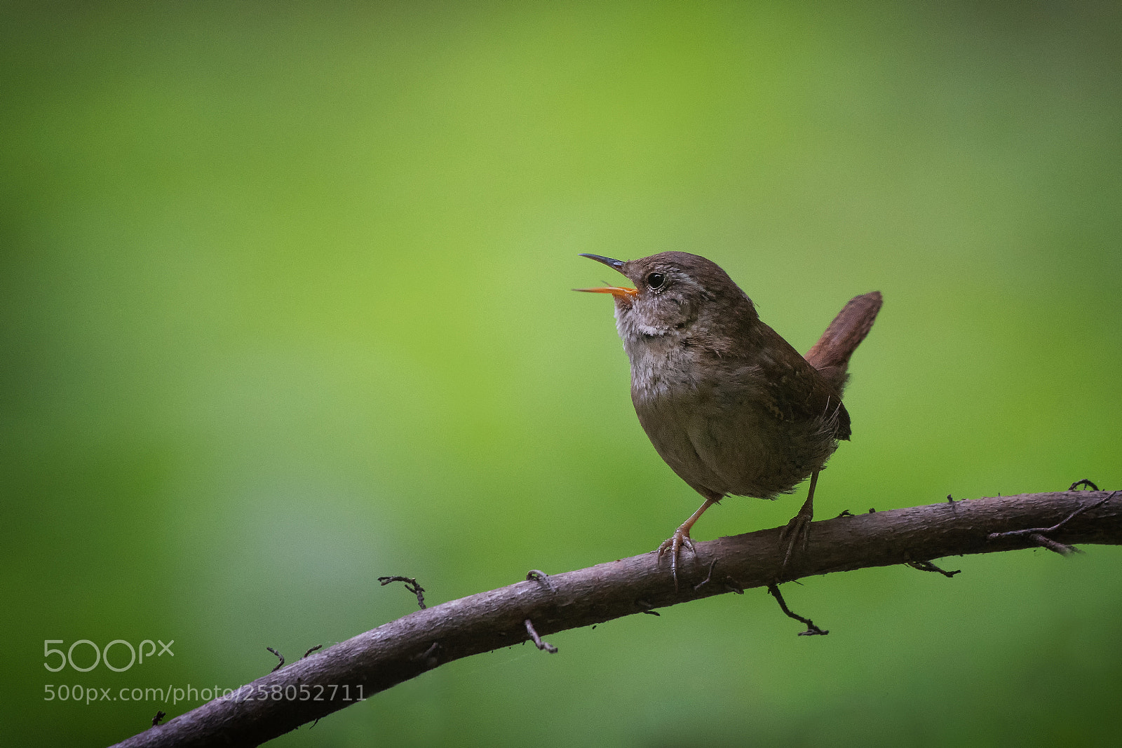 Nikon D500 sample photo. Wren (troglodytes troglodytes) photography