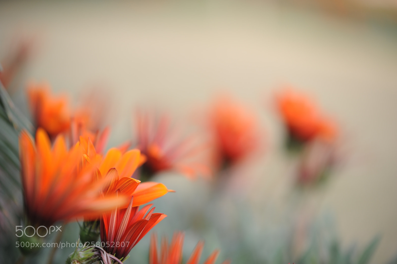 Nikon D700 sample photo. Gazania photography