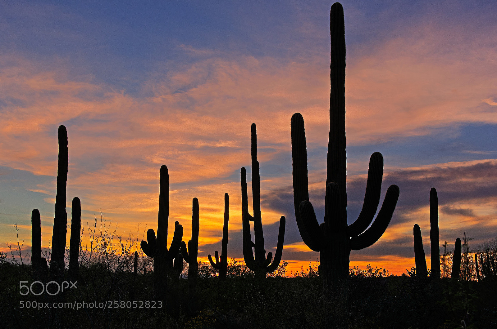 Nikon D750 sample photo. Sonoran desert sunset photography