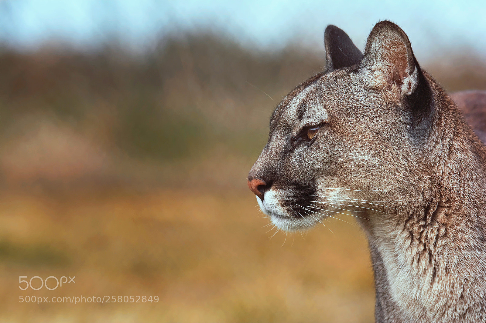 Nikon D7100 sample photo. American cougar : )) photography