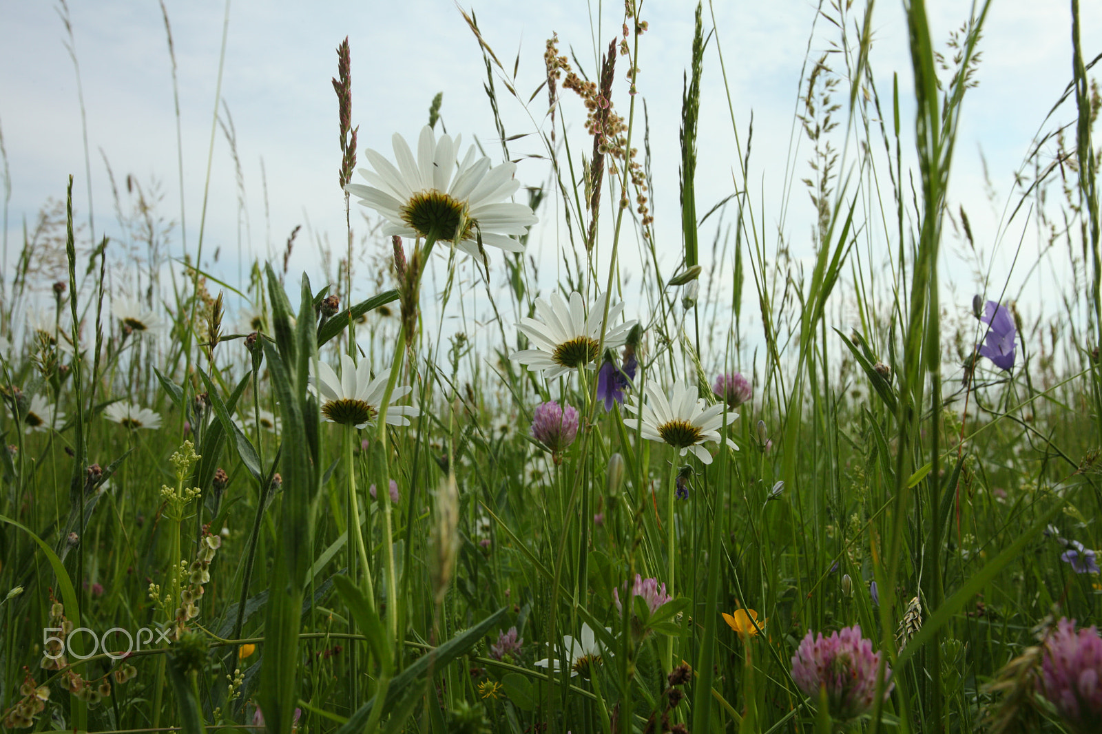 Canon EOS 5D Mark II + Canon EF 17-40mm F4L USM sample photo. Meadow flowers photography