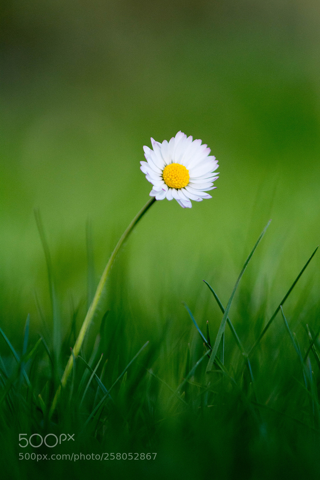 Nikon D7100 sample photo. Daisy photography
