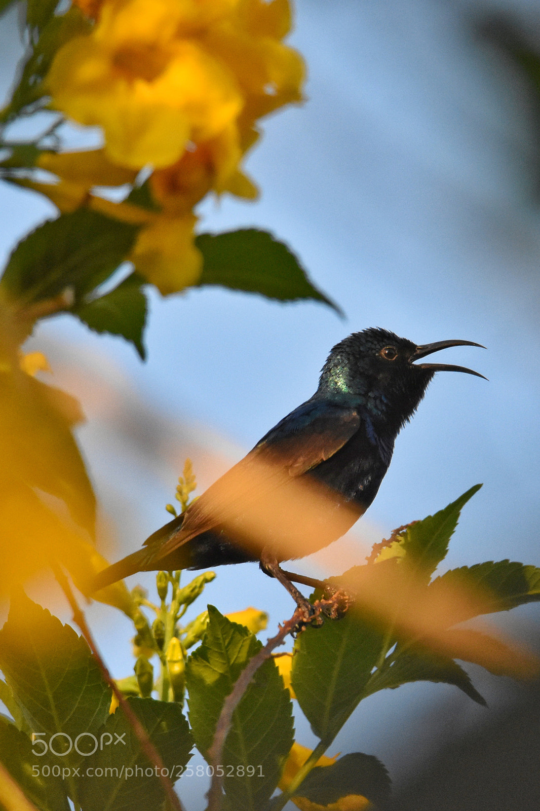 Nikon D7200 sample photo. Bluebird in my garden photography