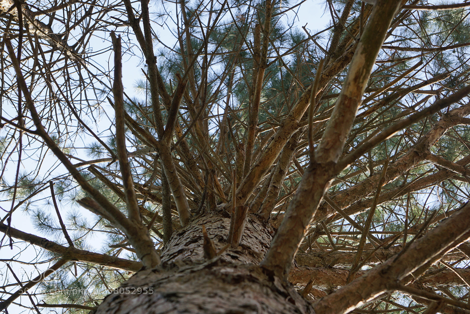 Sony a6000 sample photo. Tall tree photography