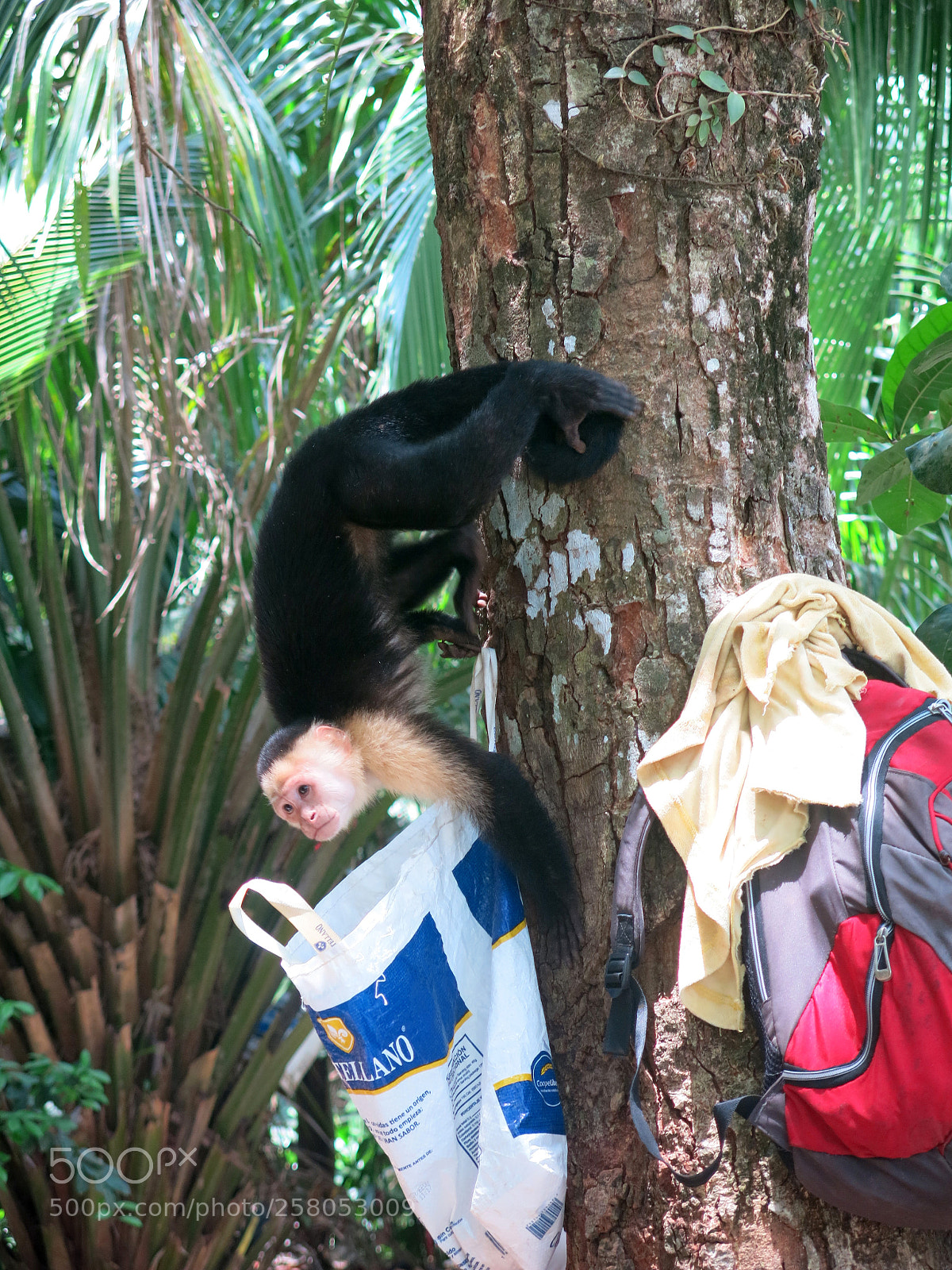 Canon PowerShot G15 sample photo. Monkey-pilferer photography