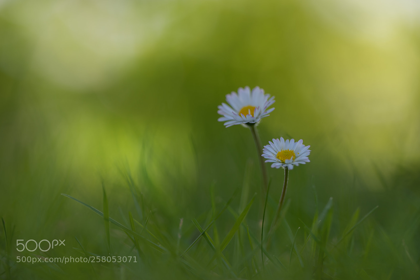 Nikon D750 sample photo. Gänseblümchen photography