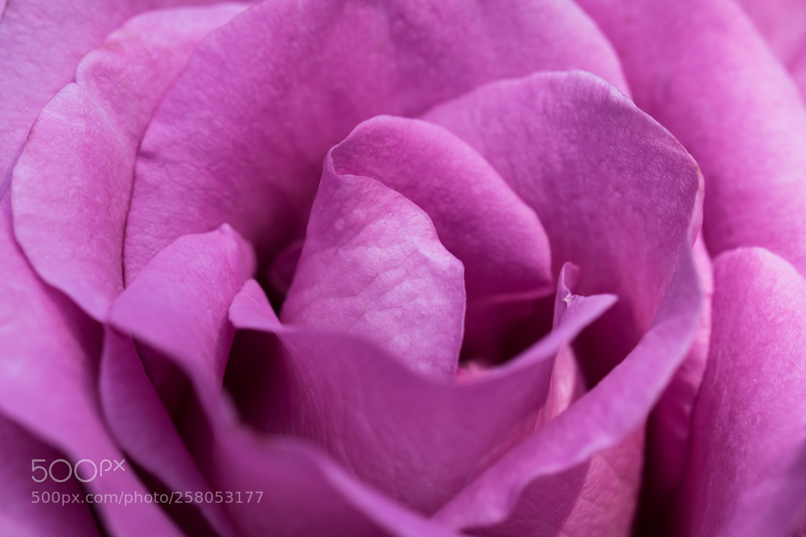 Canon EOS 760D (EOS Rebel T6s / EOS 8000D) sample photo. Velouté photography