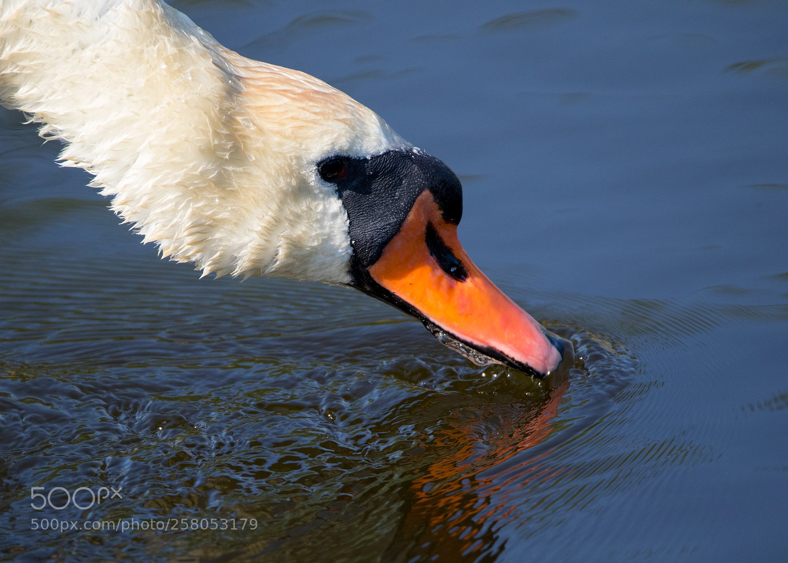 Canon EOS 7D Mark II sample photo. Swan photography