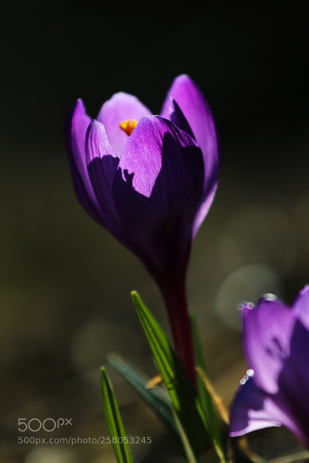 Canon EOS 70D sample photo. Spring purple photography