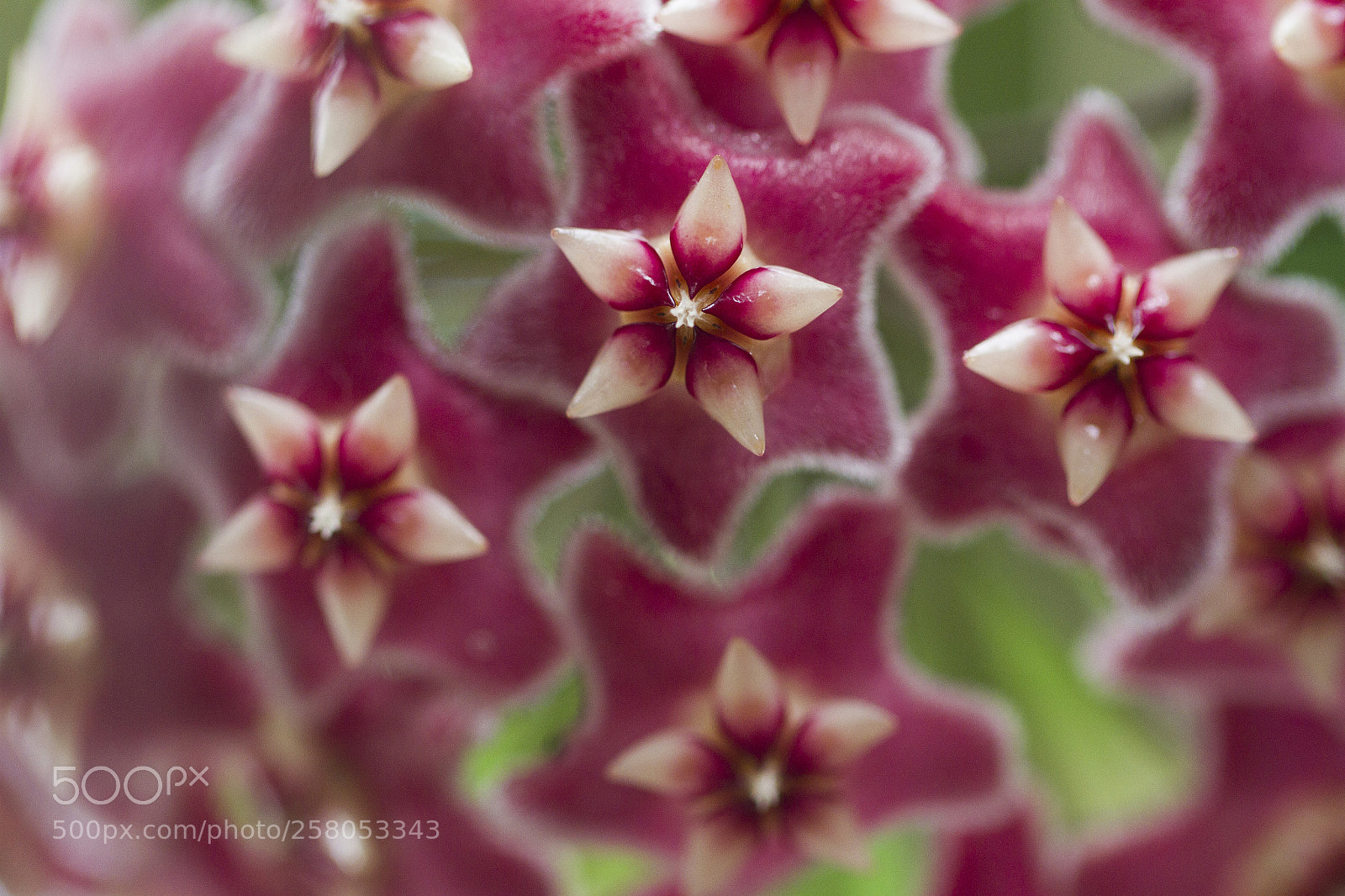 Canon EOS 7D sample photo. Blossom photography