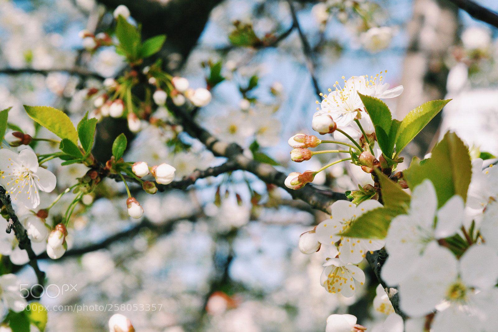Nikon D90 sample photo. Spring flowers photography