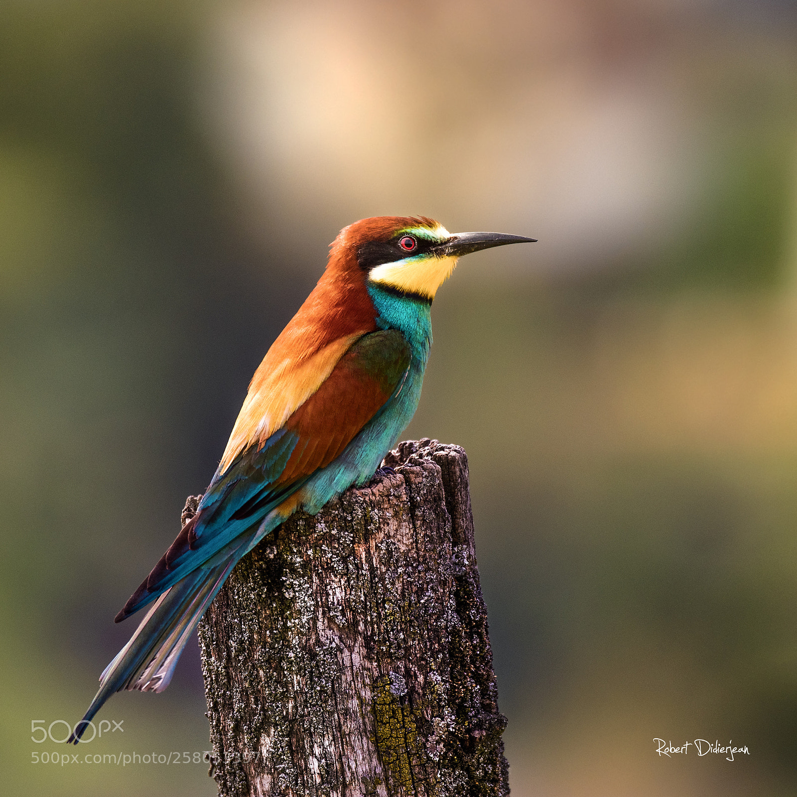 Nikon D810 sample photo. Bee eater photography