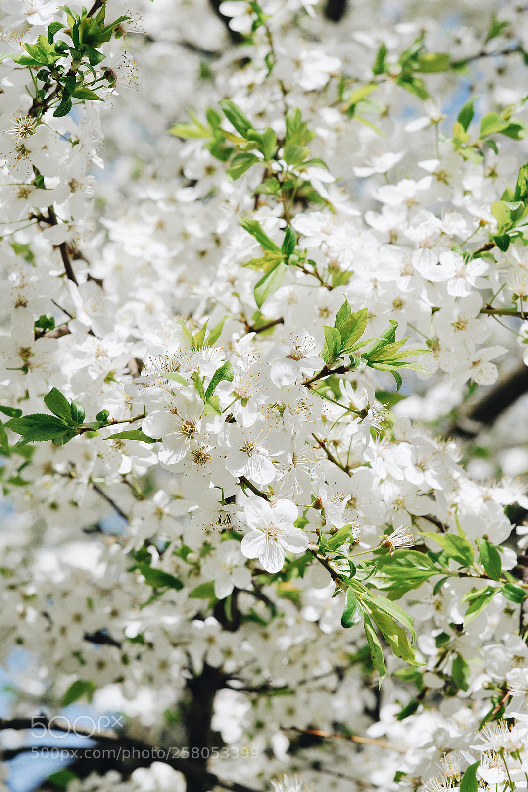 Nikon D90 sample photo. Spring photography
