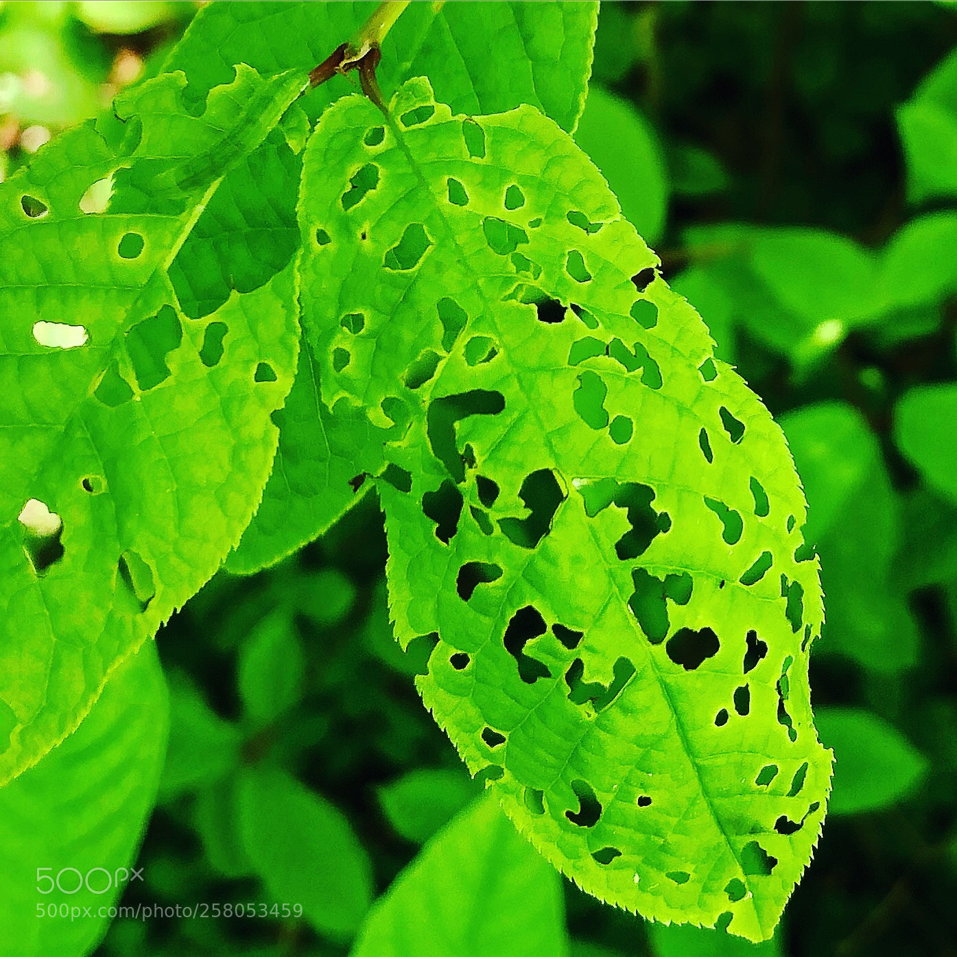 Apple iPhone 8 Plus sample photo. Green leaf with holes photography