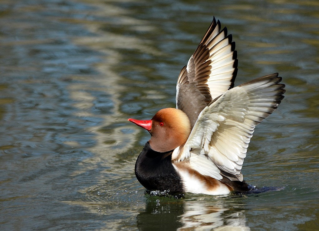 Nikon D7100 + Sigma 150-500mm F5-6.3 DG OS HSM sample photo. Nette rousse netta rufina - red-crested pochard photography