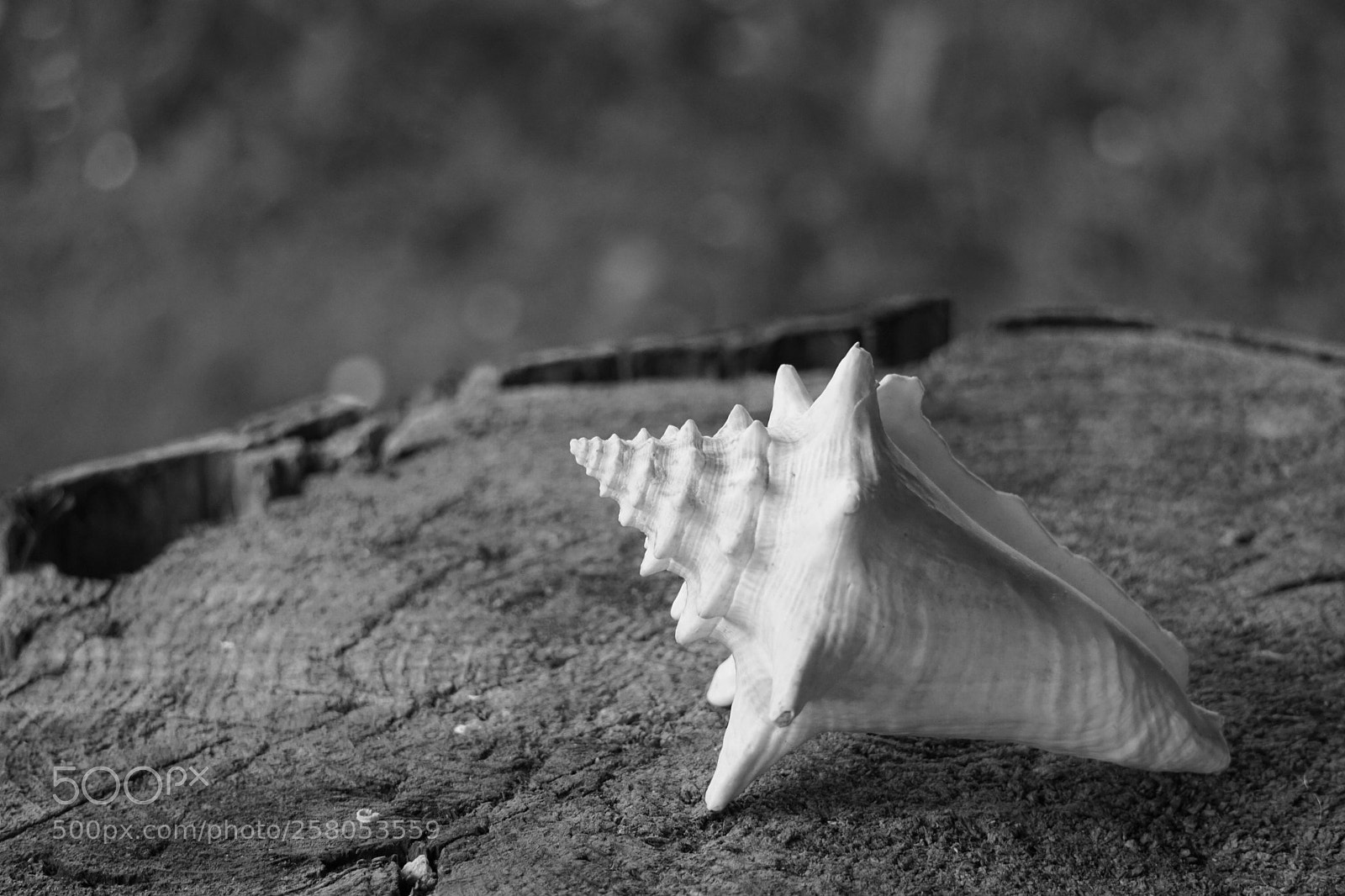 Sony a6300 sample photo. White sea shell photography