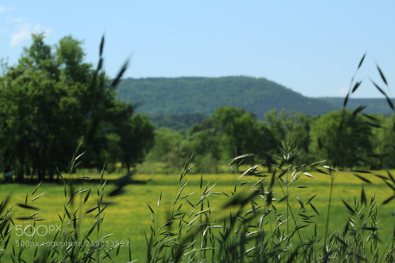Canon EOS 1300D (EOS Rebel T6 / EOS Kiss X80) sample photo. Where the green grass photography