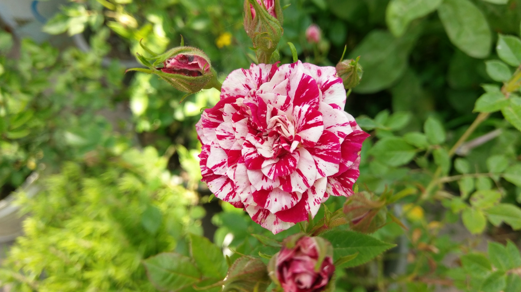 HTC 10 sample photo