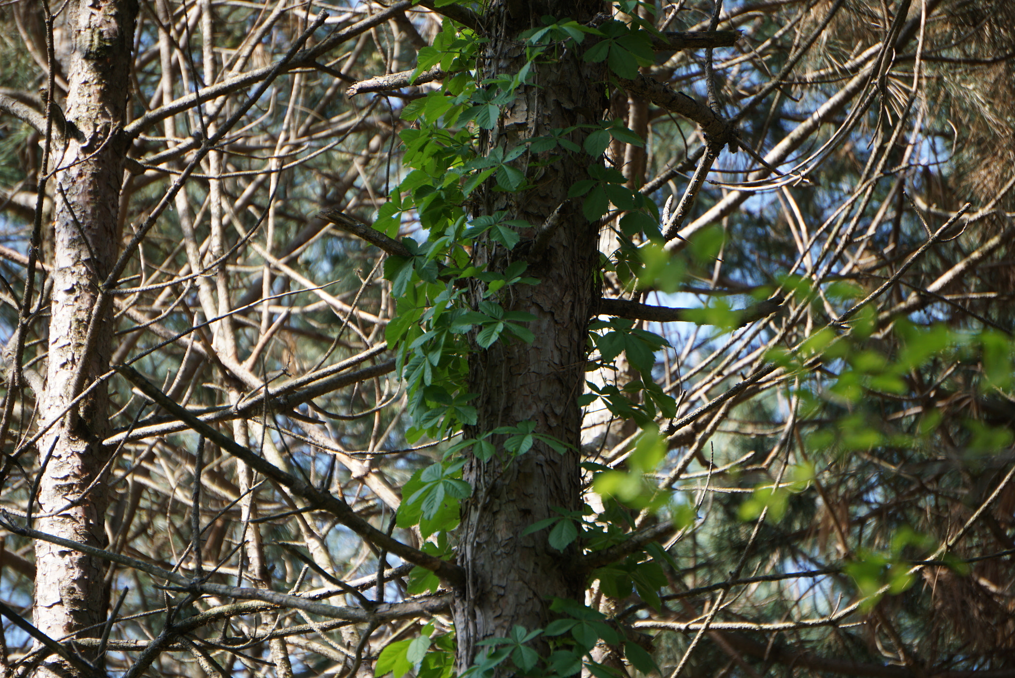 Sony E 55-210mm F4.5-6.3 OSS sample photo. Tree photography