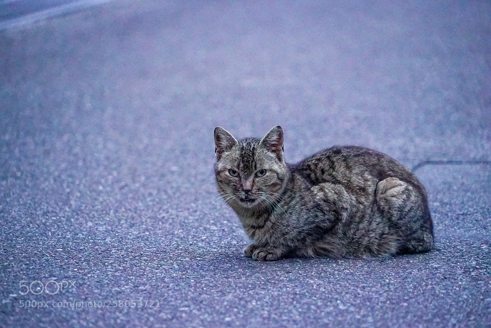 Sony a7S sample photo. ? photography