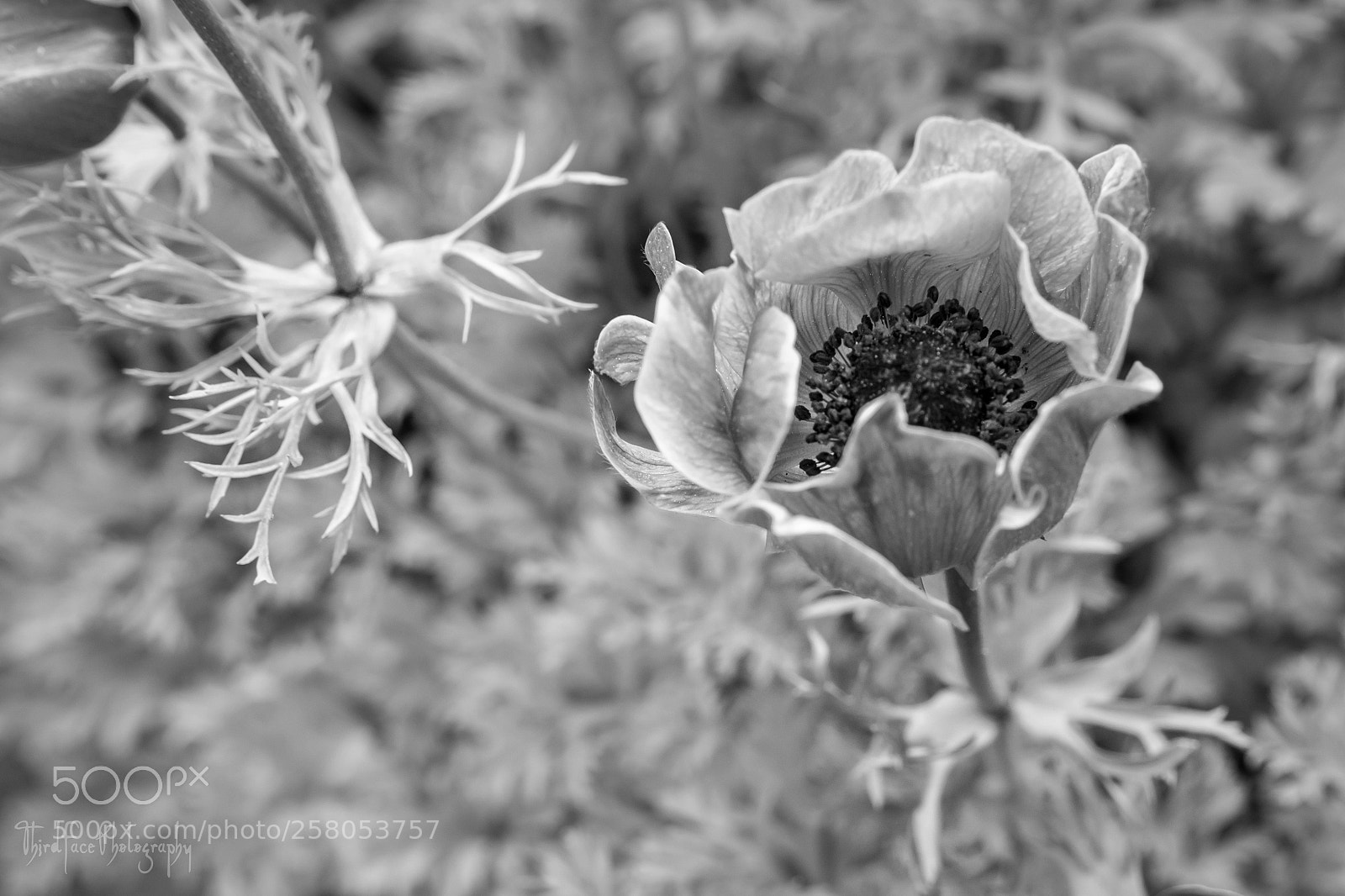 Nikon D7100 sample photo. Blooming in black and photography
