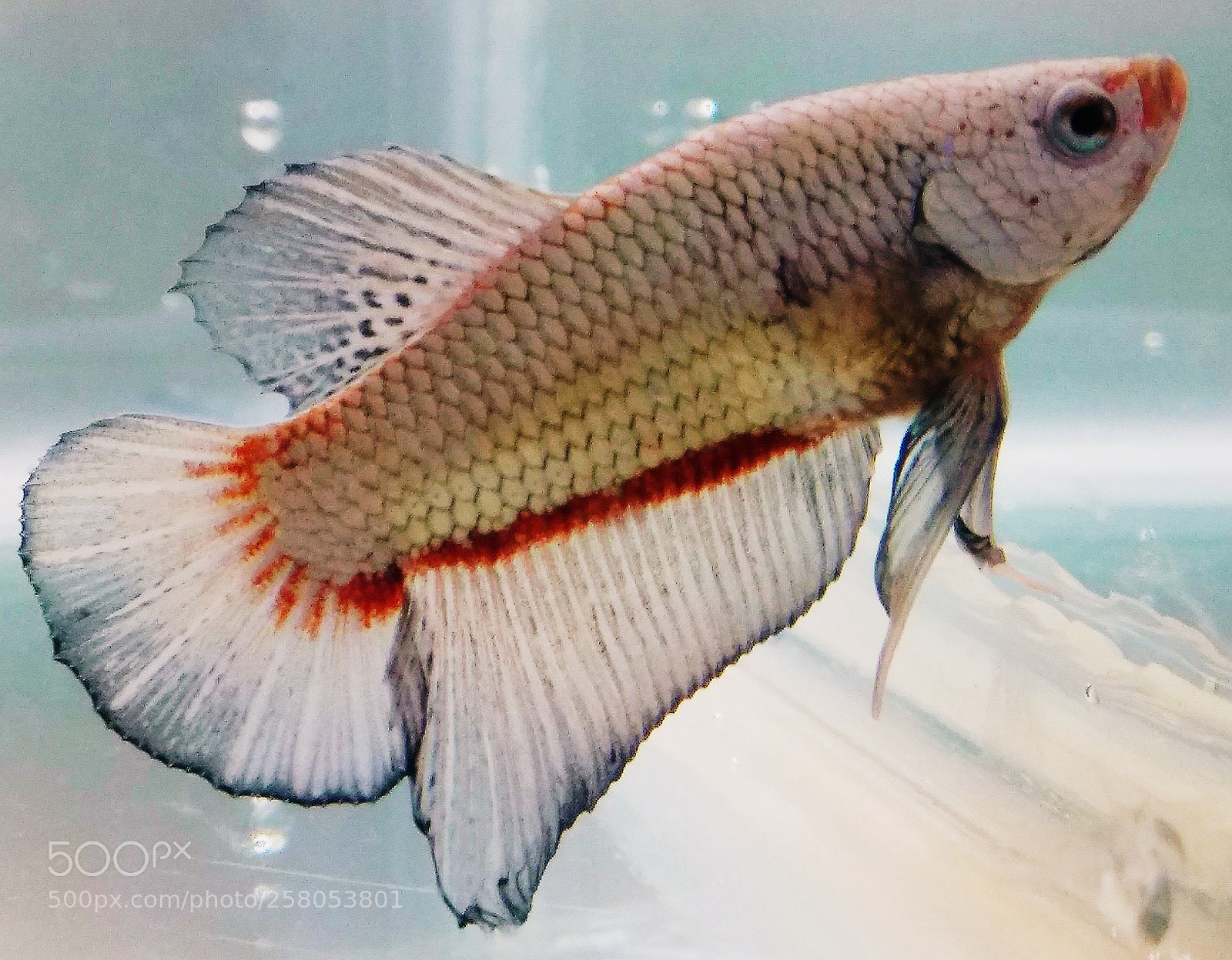 Xiaomi Redmi Note 4 sample photo. Metallic plakat photography