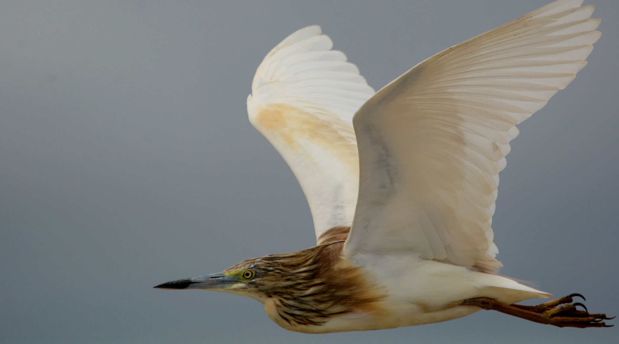 Nikon D7100 sample photo. Squacco heron photography