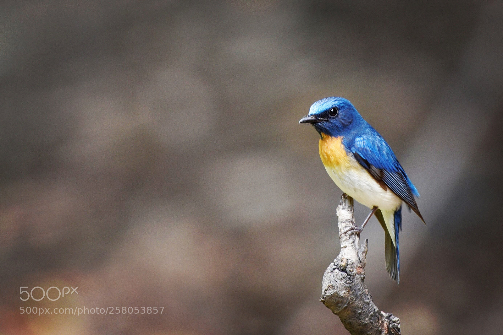 Nikon D750 sample photo. Blue throated flycatcher photography