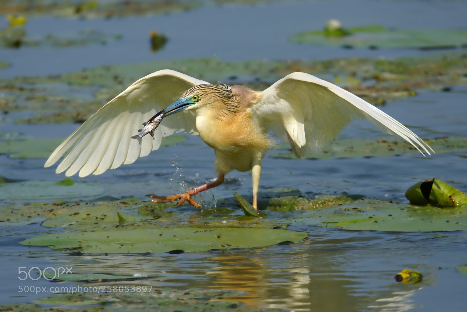 Nikon D7200 sample photo. Squacco heron photography
