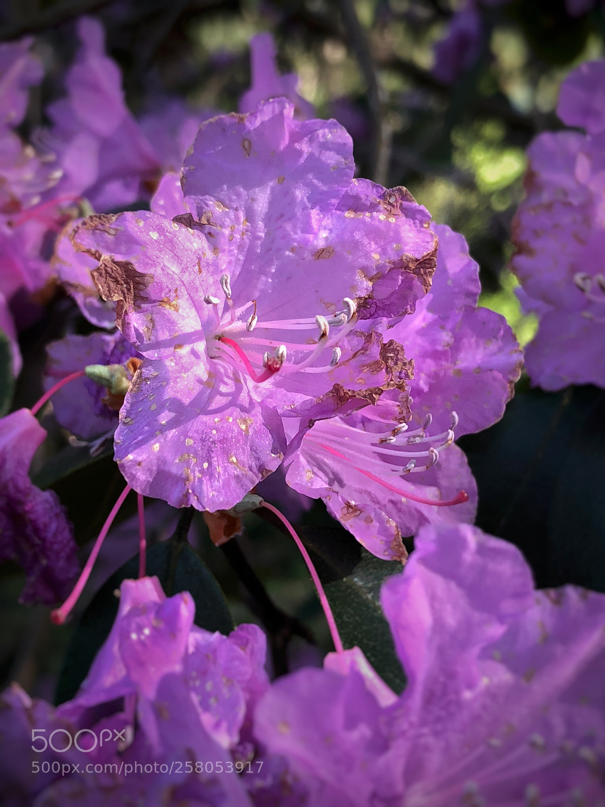 Apple iPhone 8 Plus sample photo. Wilting beauty photography