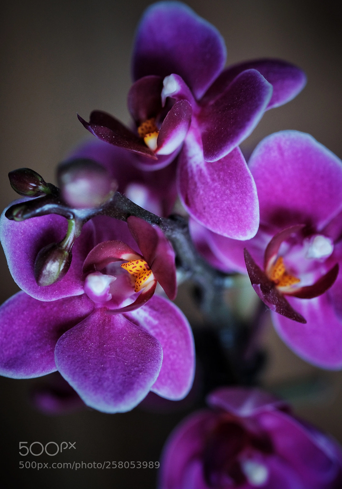 Fujifilm X-E3 sample photo. Intensiv photography