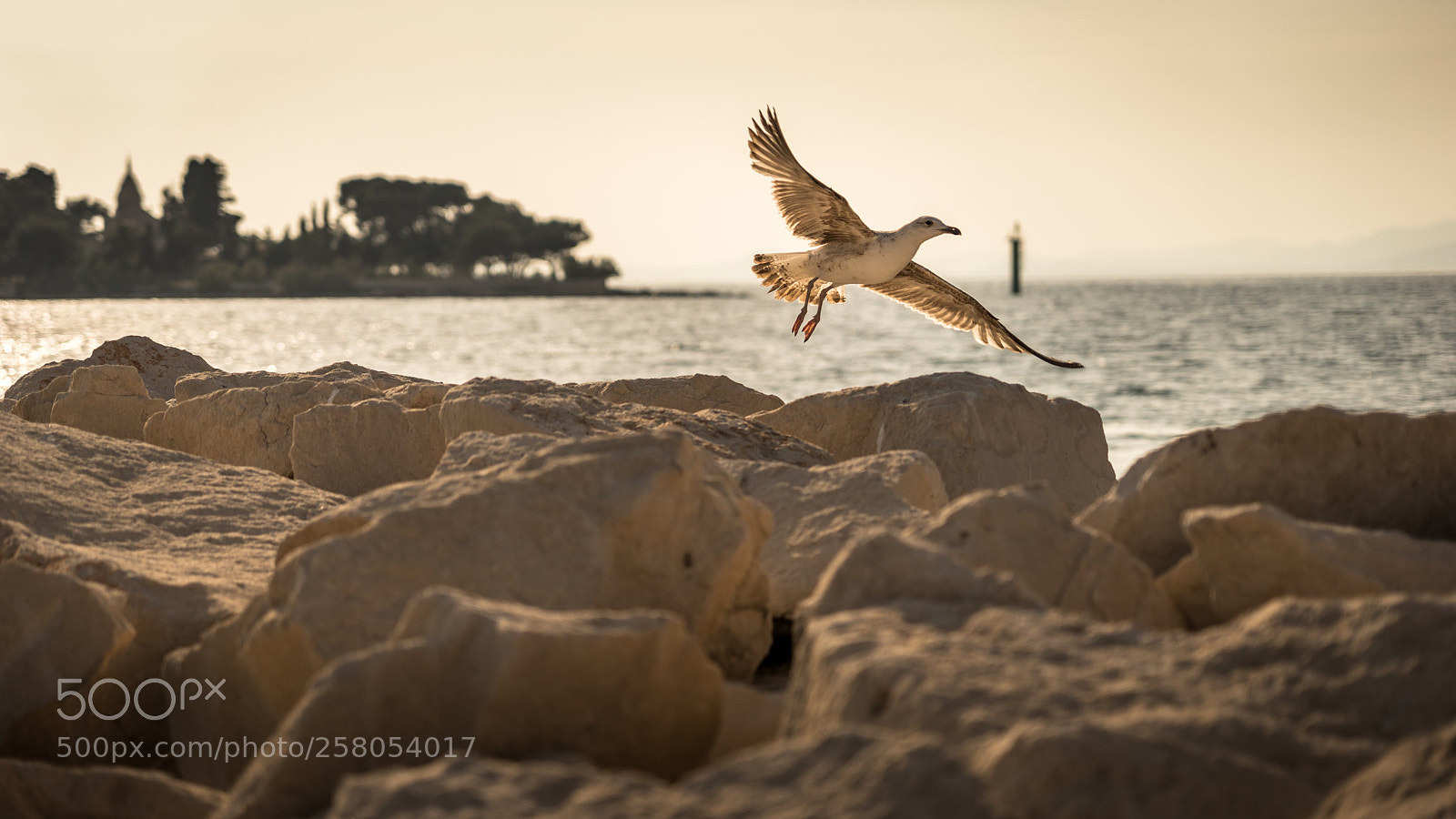 Sony a7 II sample photo. Fly seagull photography