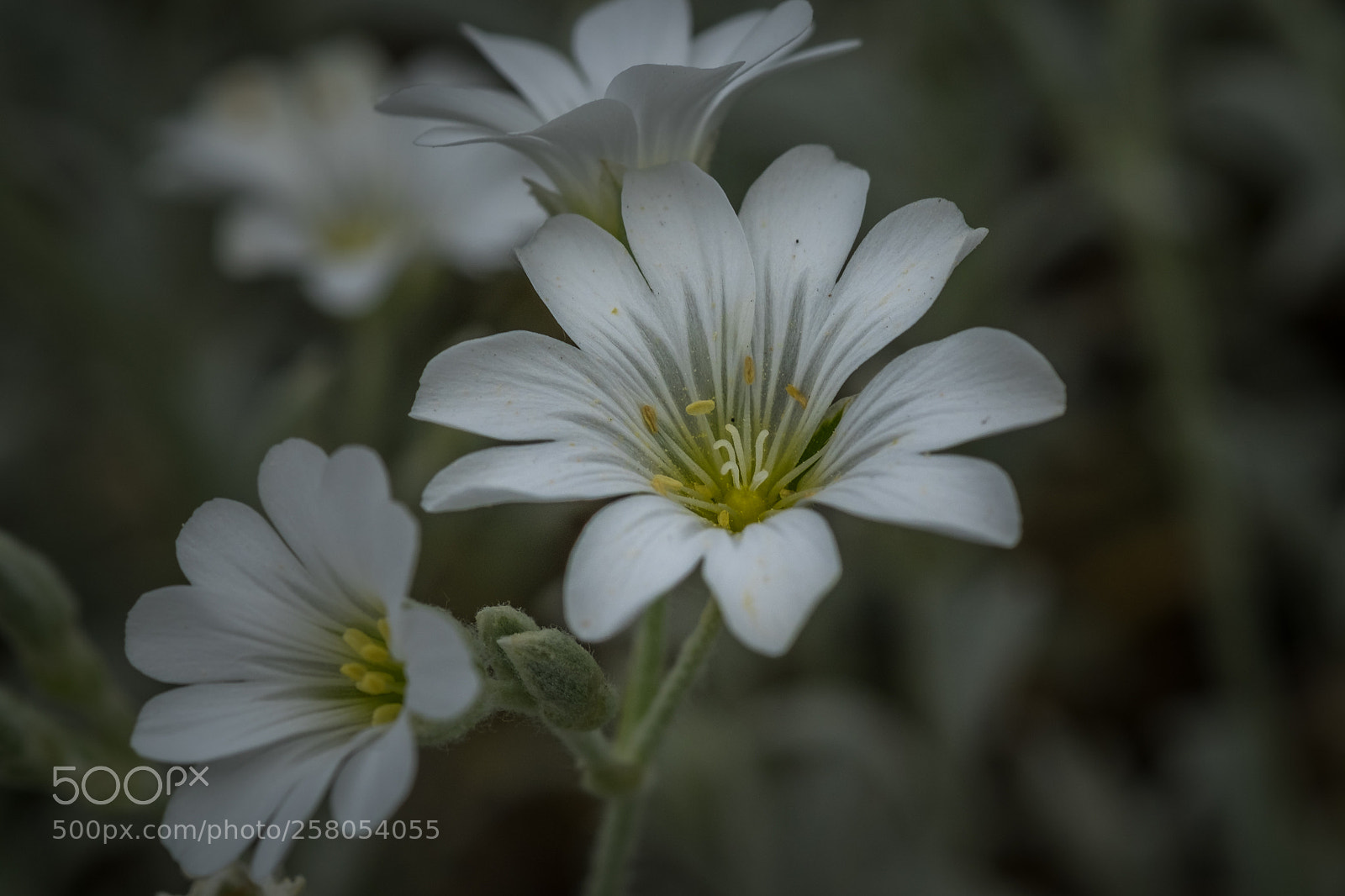 Fujifilm X-T1 sample photo. Silberteppich cerastium tomentosum var photography