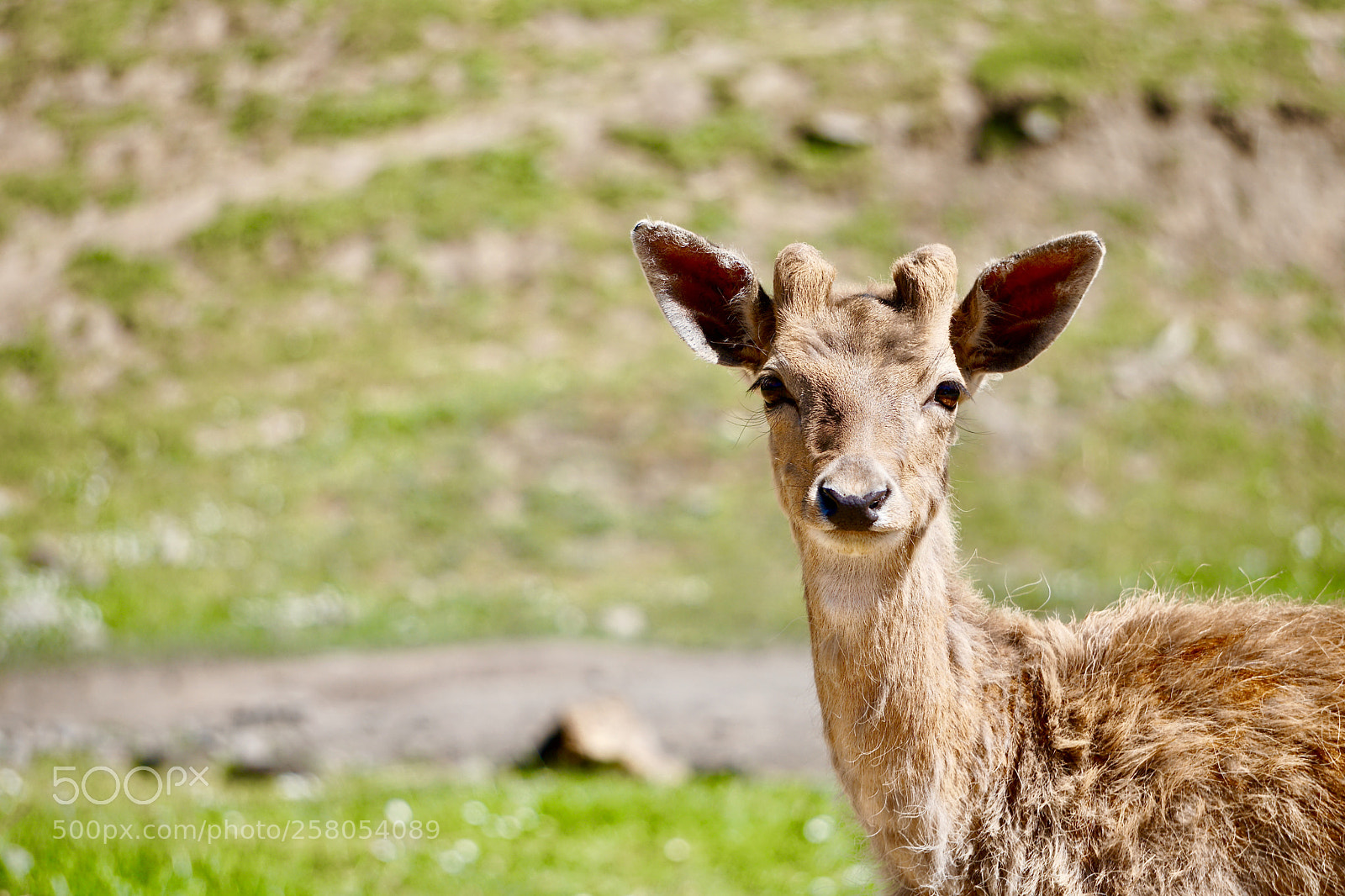 Sony a6300 sample photo. Deer in the park photography
