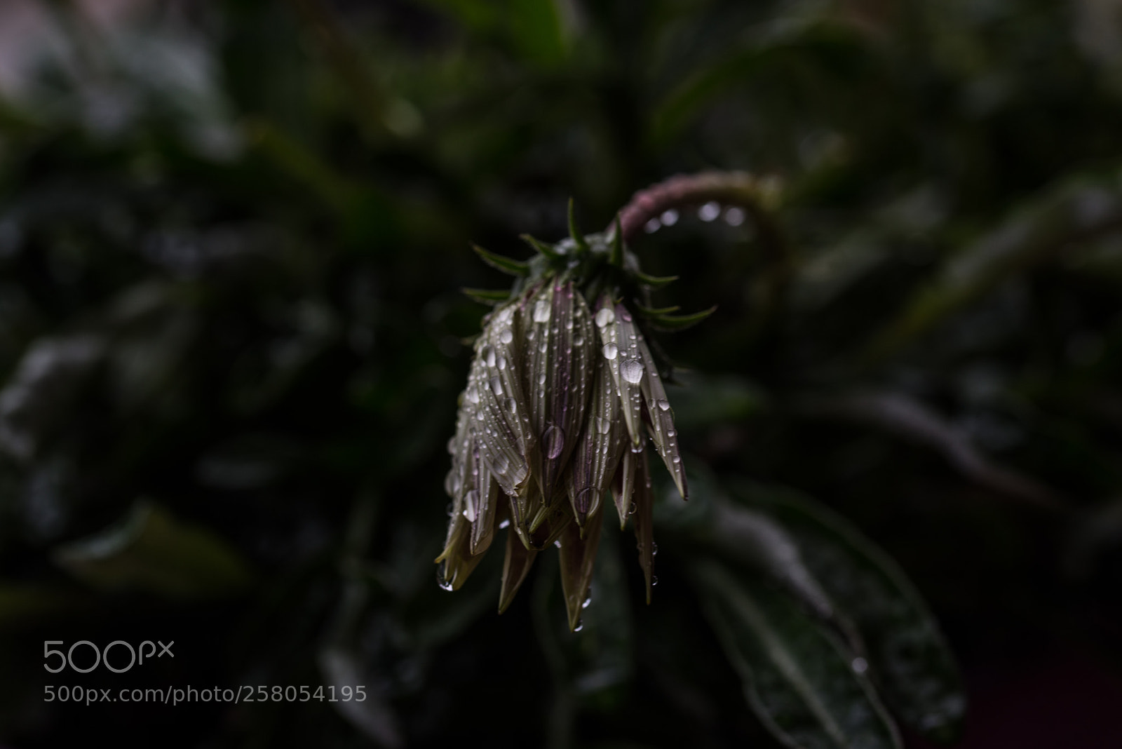 Nikon D750 sample photo. Untitled photography