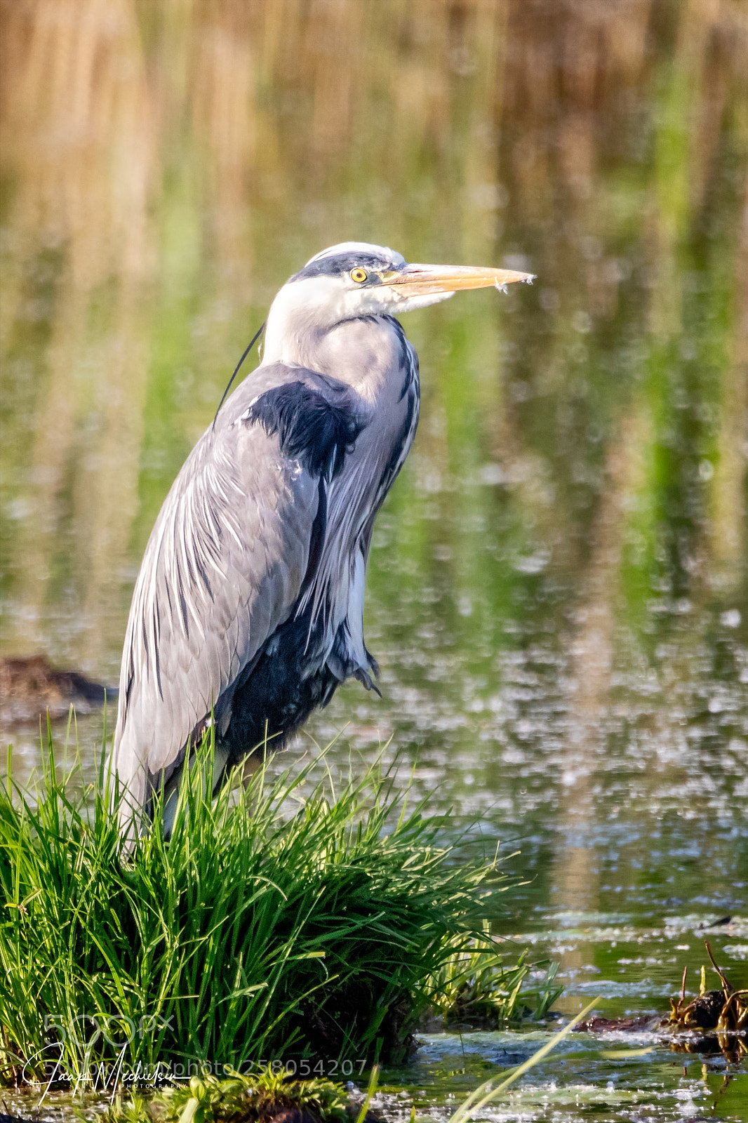 Canon EOS 7D Mark II sample photo. Blauwe reiger photography